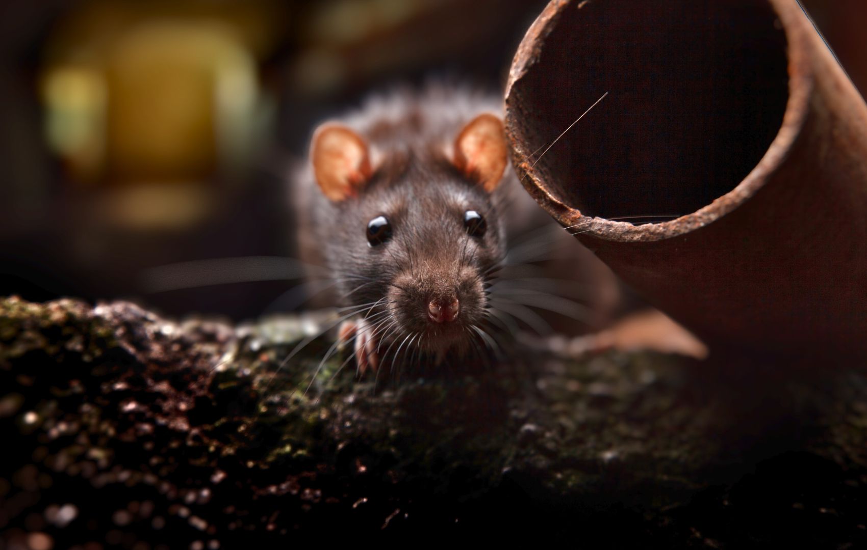 Nocturnal roof rat perched on mossy cement.