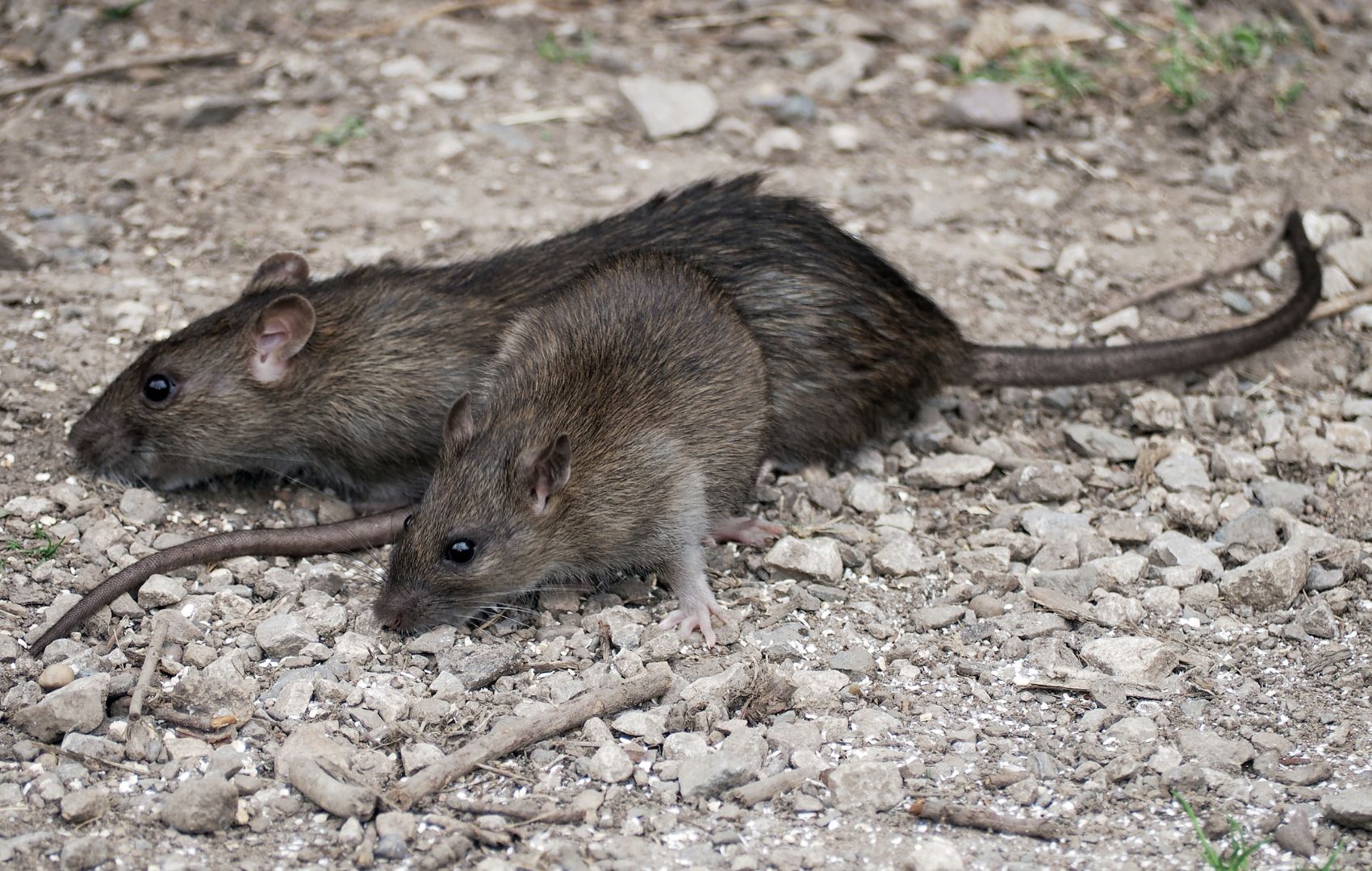 Roof rats scrounging for food on the ground.