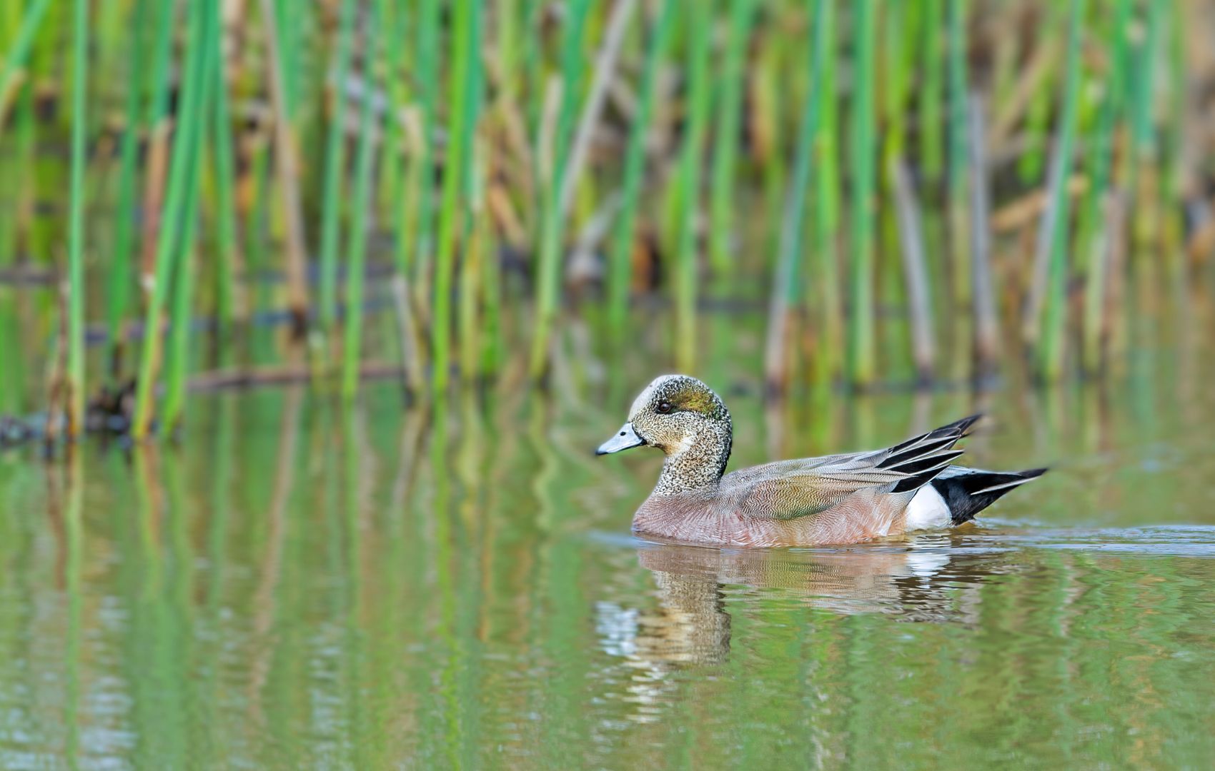 cosumnes-river-preserve-wildlife