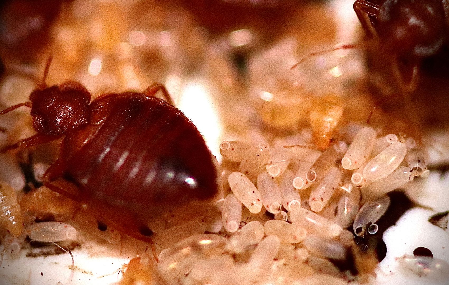 bed-bug-eggs-elk-grove