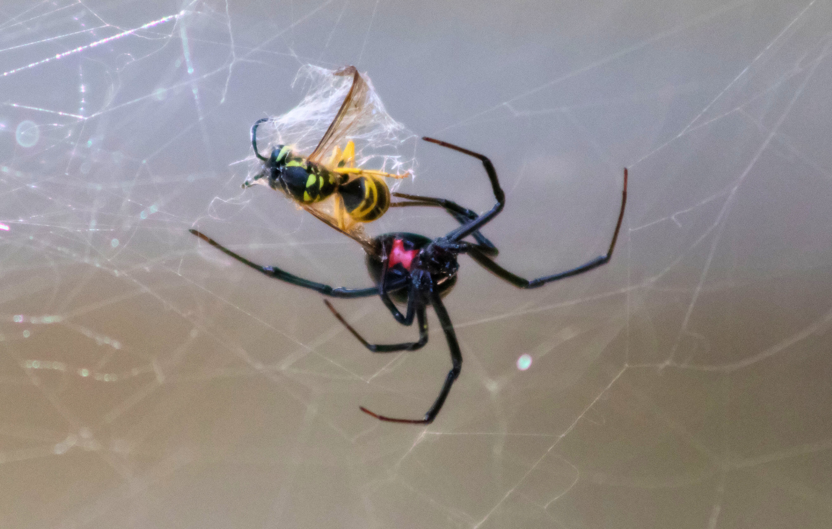black-widow-spider-eating-hornet
