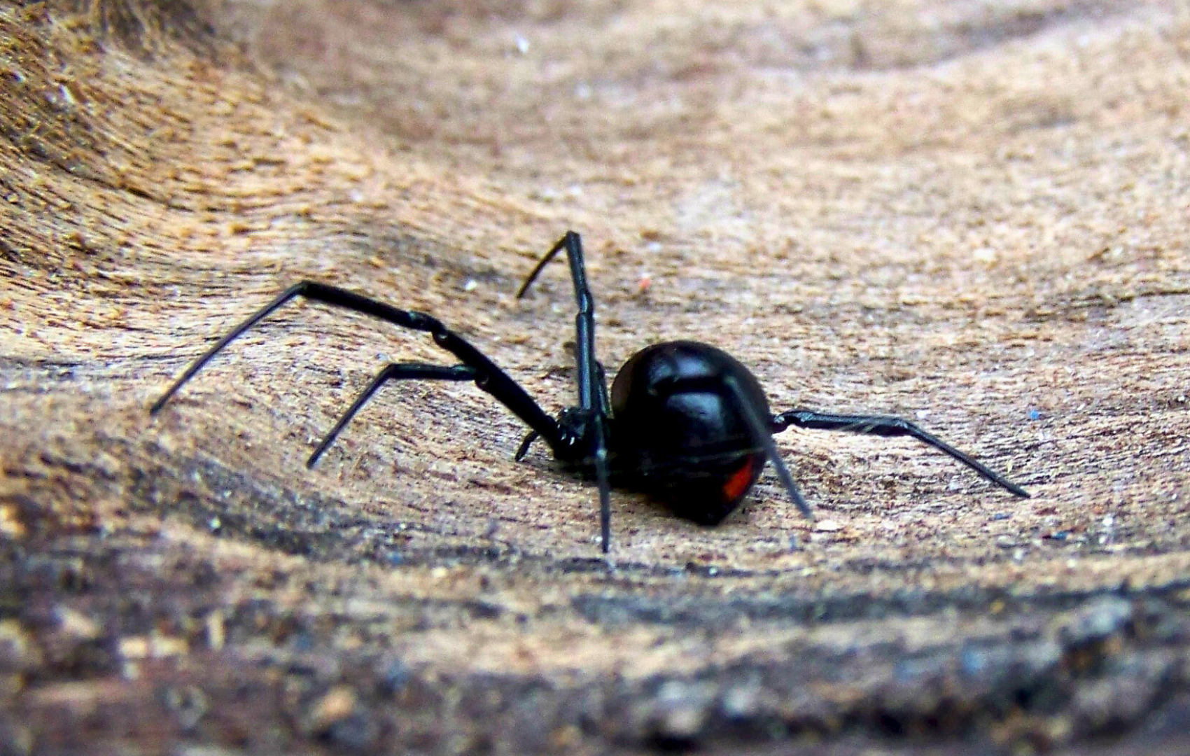black-widow-spider-elk-grove