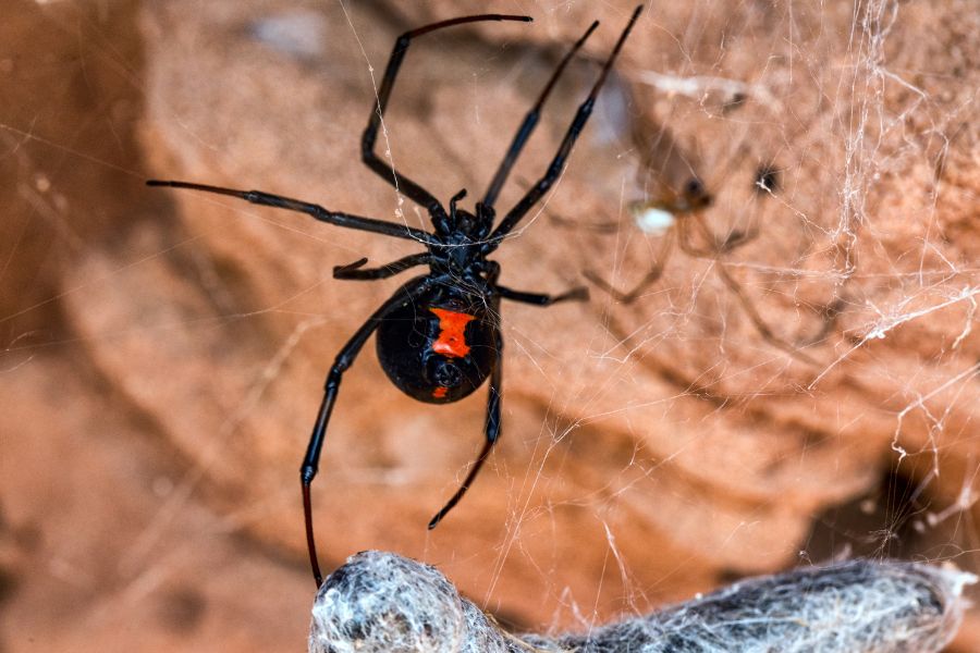 pest-control-elk-grove-spider-removal