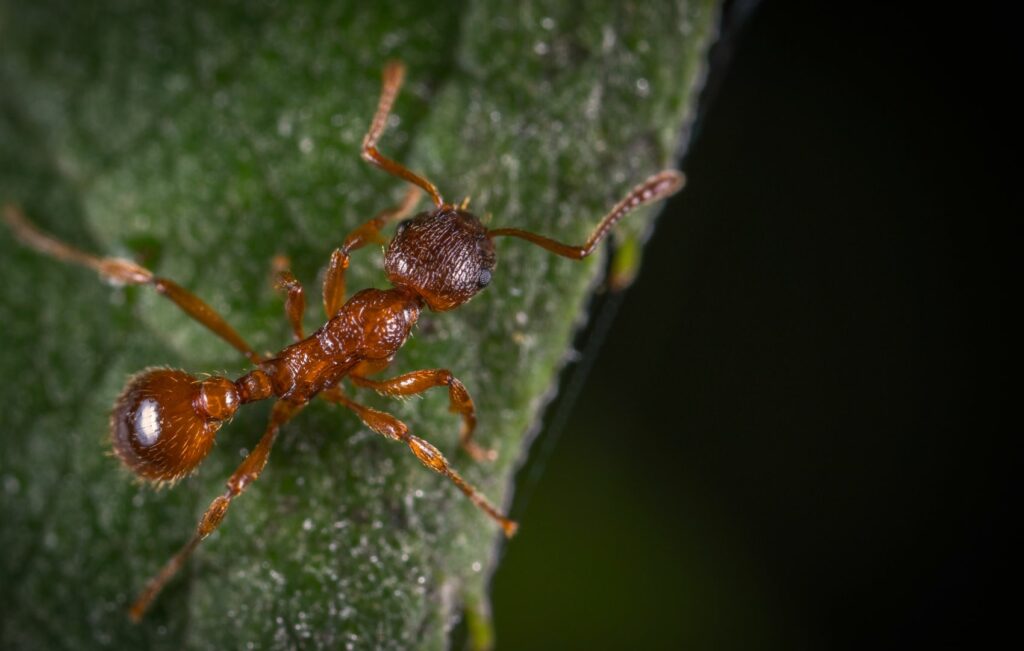 ant-exterminator-elk-grove