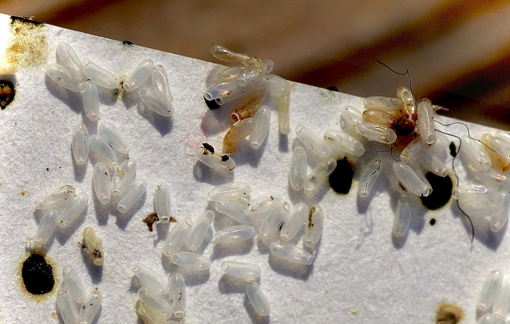 bed-bugs-california