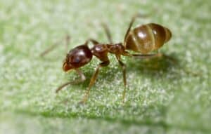 argentine ant on green leaf