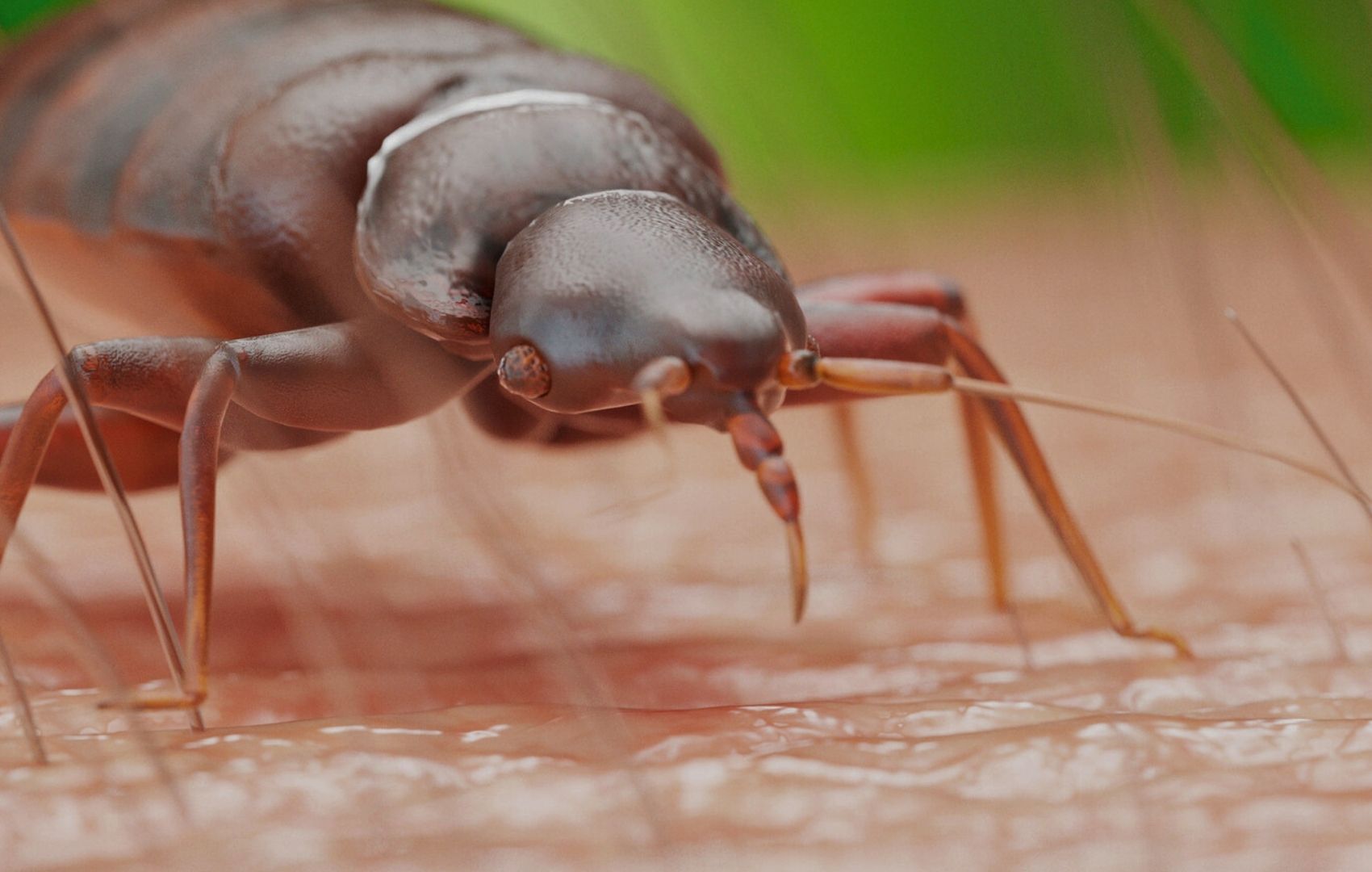 close up of a bed bug