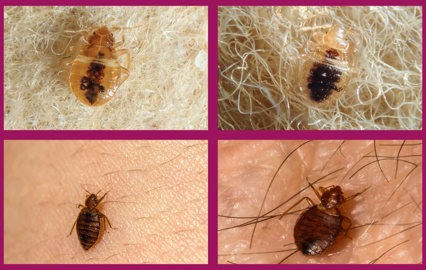 Four bed bugs from clear to full of blood.