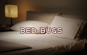 bed-bugs-stockton
