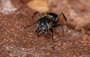 Black carpenter ant with large pincher mandibles.