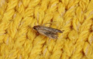 Clothes moth on yellow knitted fabric