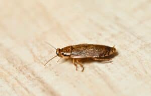 Brown cockroach on pale floor.