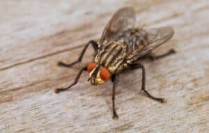 House fly with orange eyes on wood.