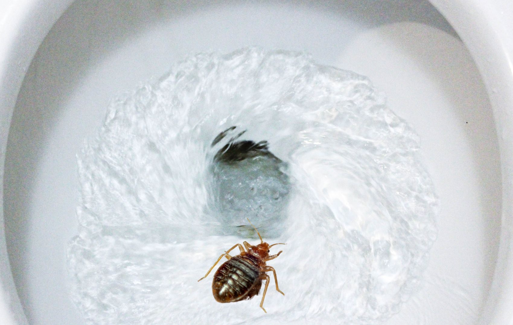 flush-bed-bug