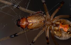 spider-control-vacaville-brown-widow-eating-beetle