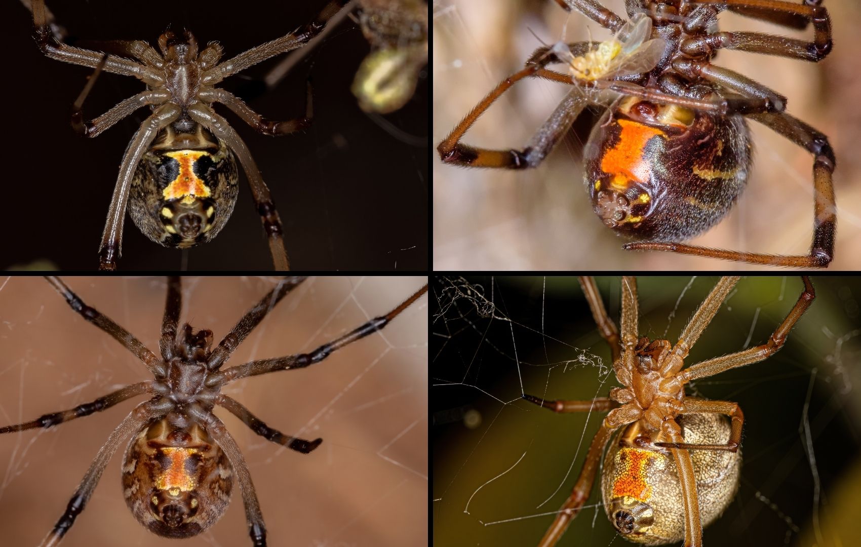 spider- control-vacaville-brown-widow-markings