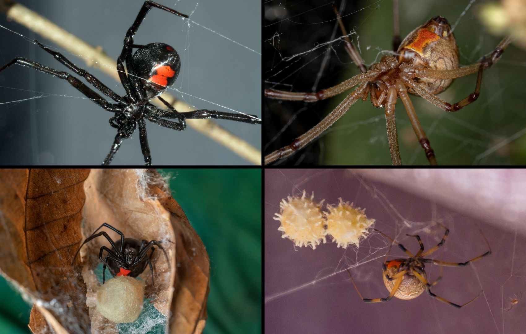 spider-control-vacaville-brown-black-widows