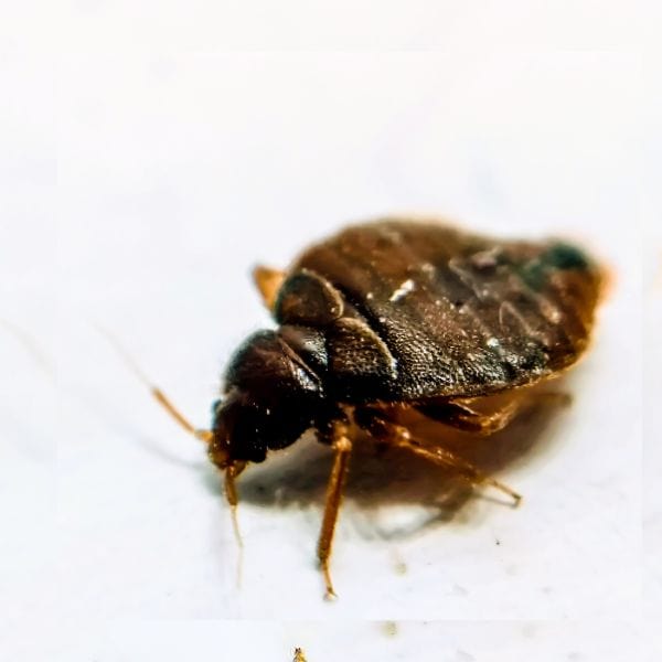 bedbug-control-lodi