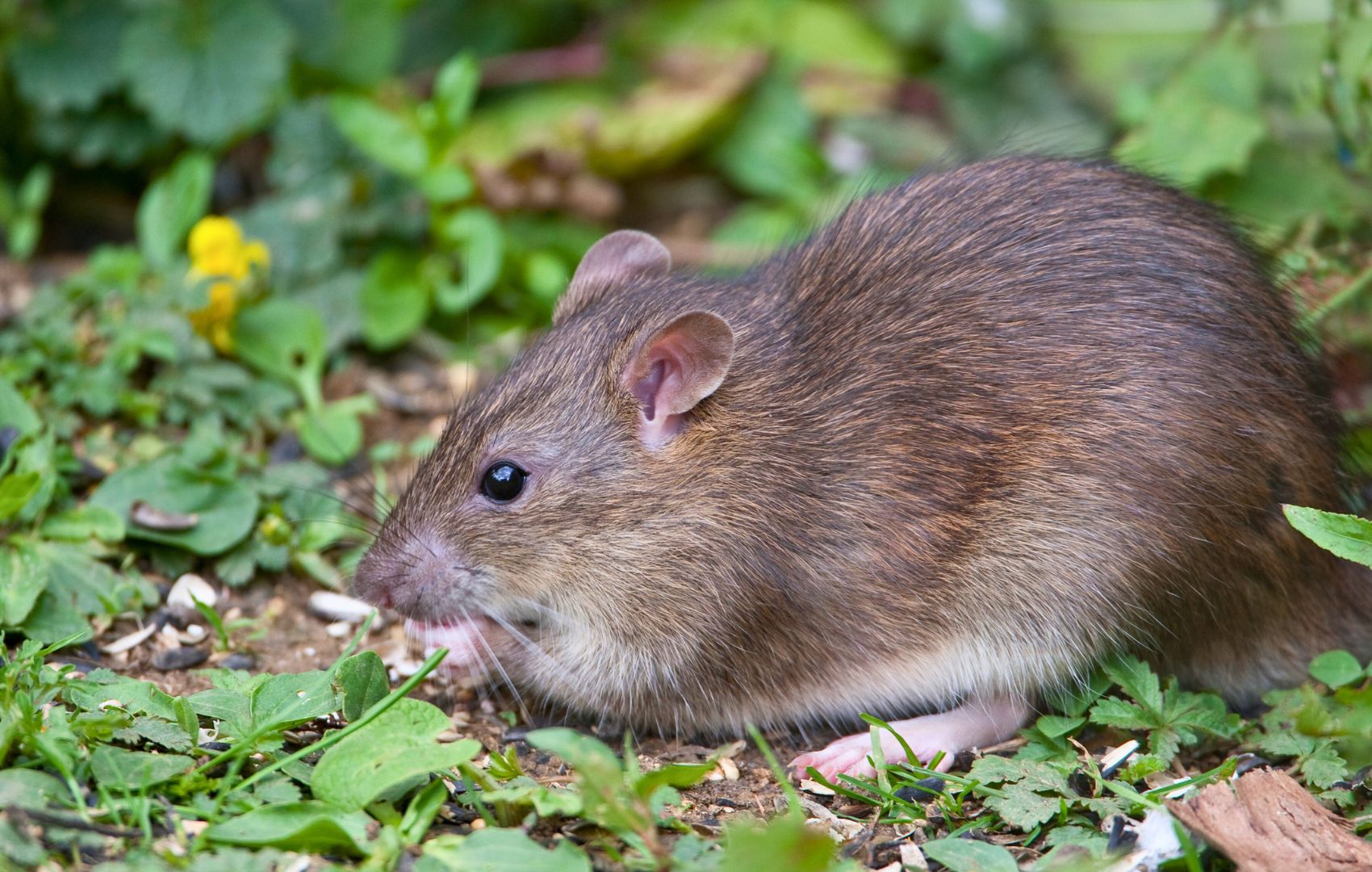 rodent-control-services-vacaville