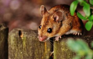 rodent-control-vacaville