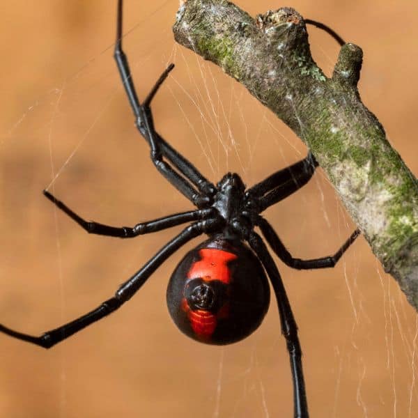 spider-control-lodi-ca