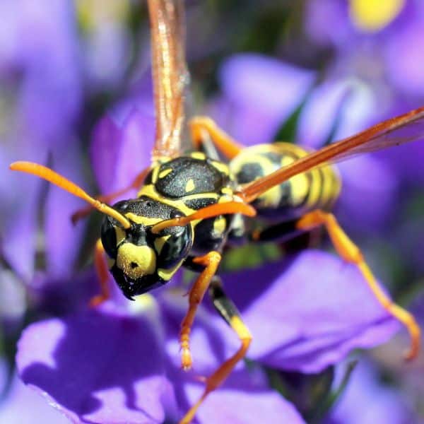 wasp-control-lodi-ca