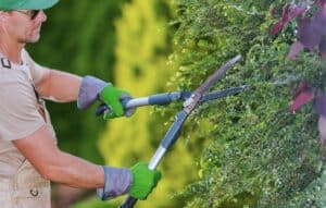 Man cutting bushes with handheld lopers hedge trimmer.