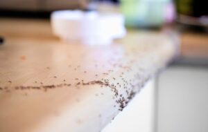 pest-control-exterminator-woodbridge-ants