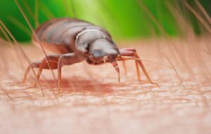 bed-bug-removal-near-me-vacaville