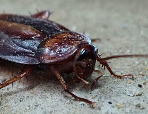 cockroach-pest-control-dixon-ca