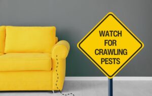 signs-pest-infestation-fairfield