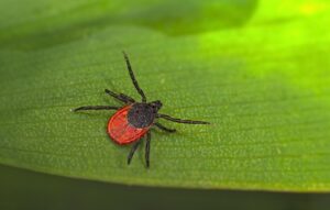 residential-black-legged-tick-control-galt