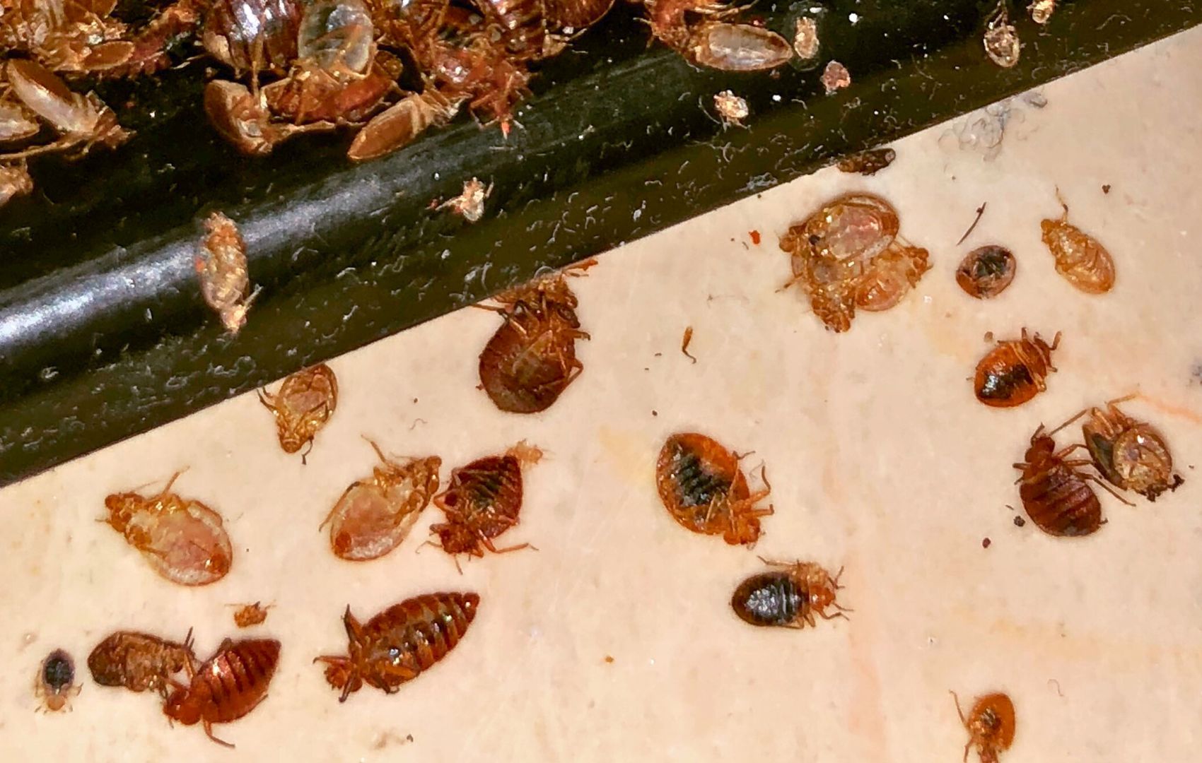 infesting bed bugs crusted together