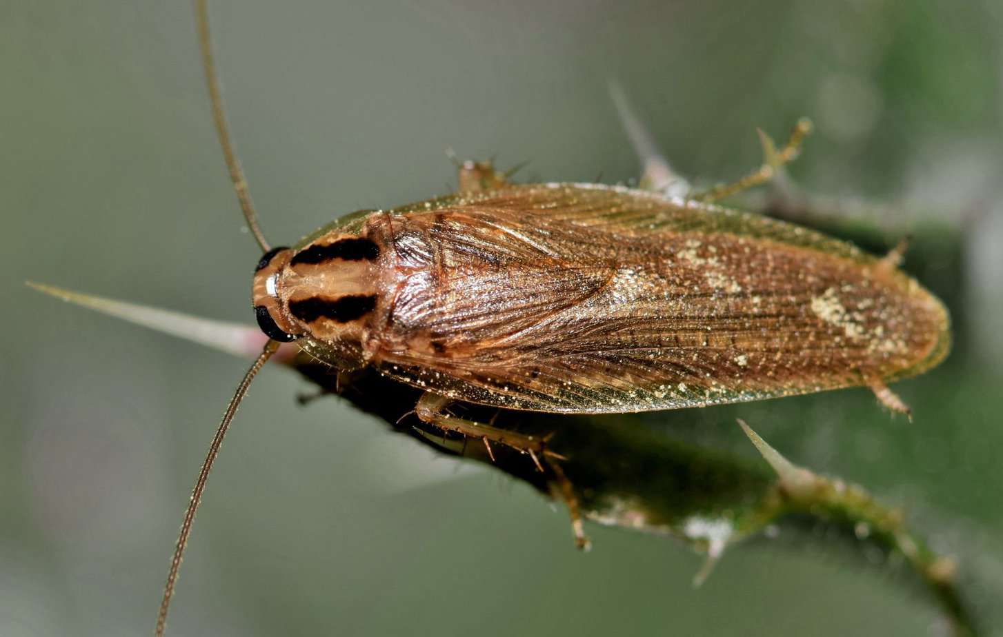 Adult German cockroach (Blattella germanica) top view on plant.