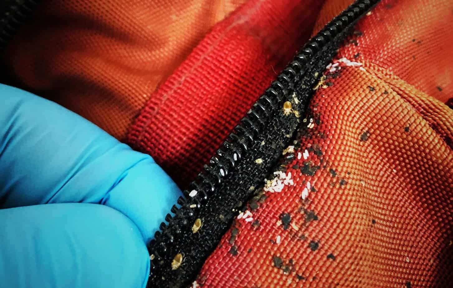 Person wearing blue latex gloves pulls a zipper apart of a couch cushion to show bed bug infestation.