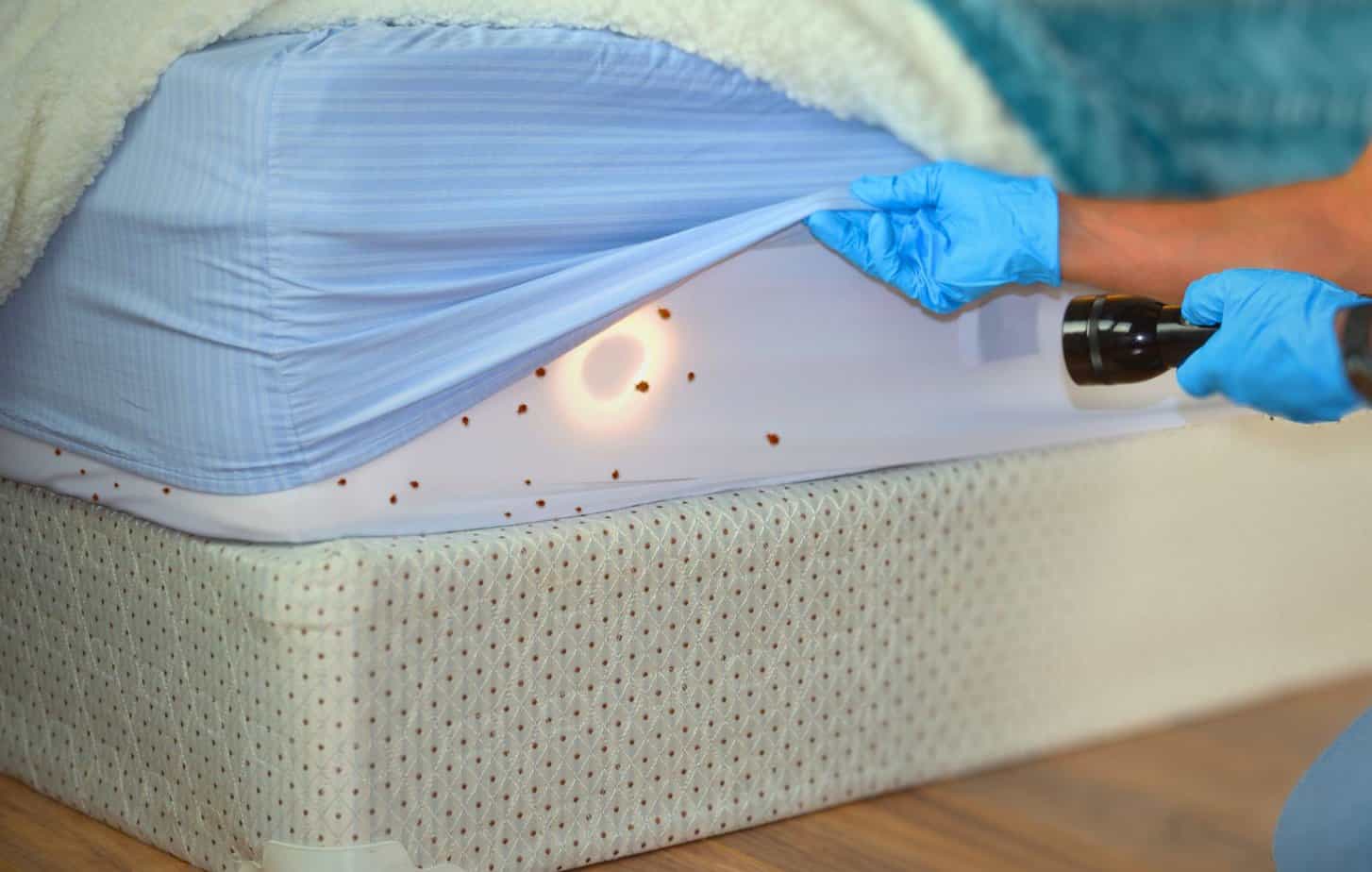 Person wearing blue latex gloves using a flashlight to inspect a mattress for bed bugs in Sacramento.