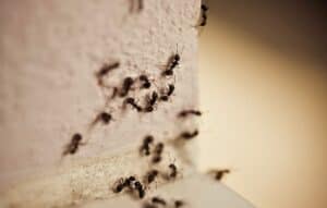 Carpenter ants crawling on an interior wall of a sacramento home.