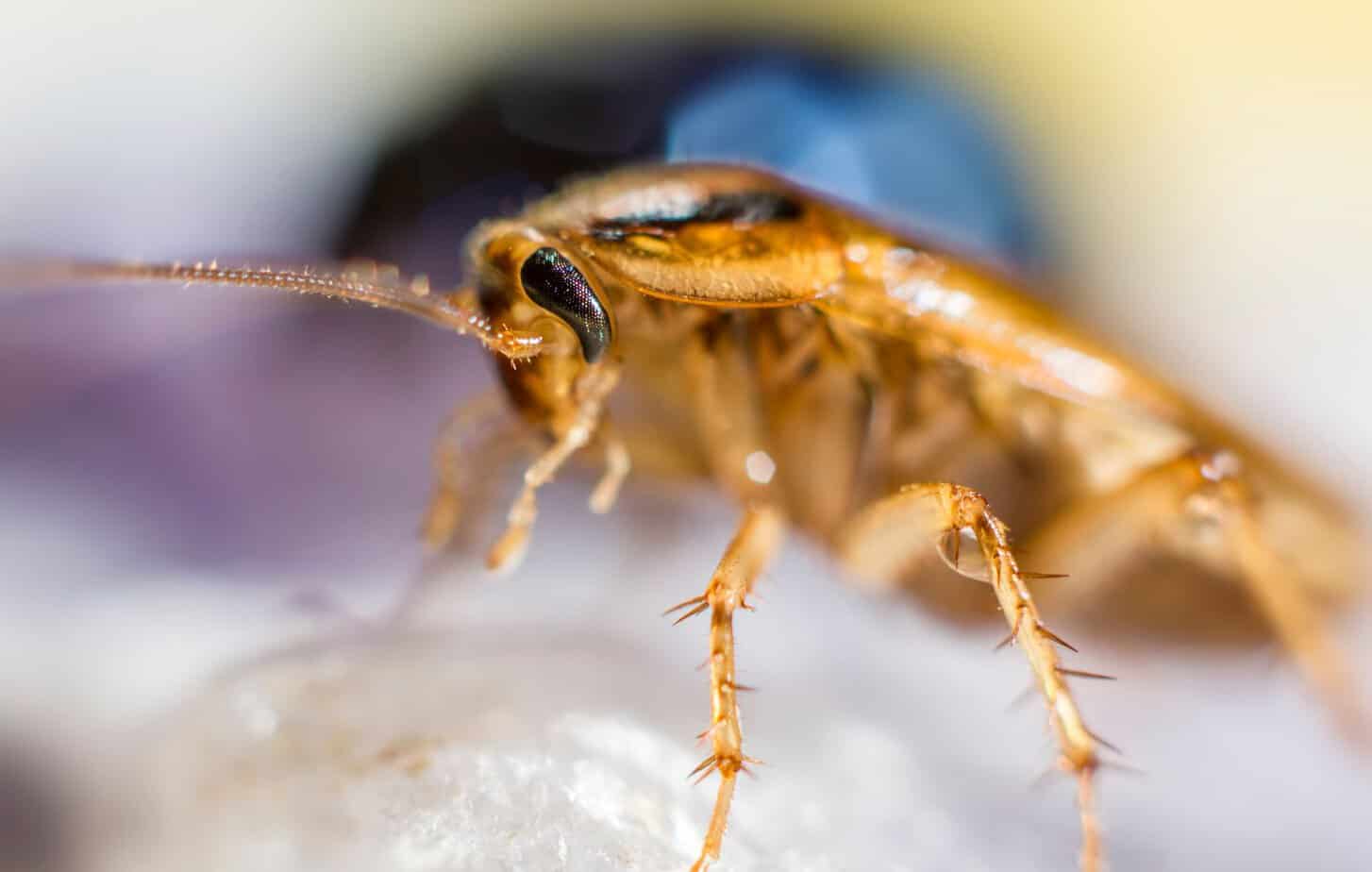 Face view of german cockroach (Blattella germanica) standing on light colored object.