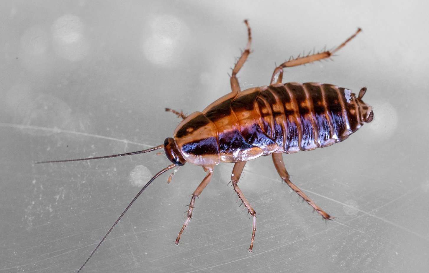 Young German cockroach (Blattella germanica) darker than adults with lighter section between dark brown sides.