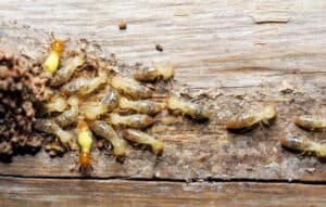 Larvae emerging from wood