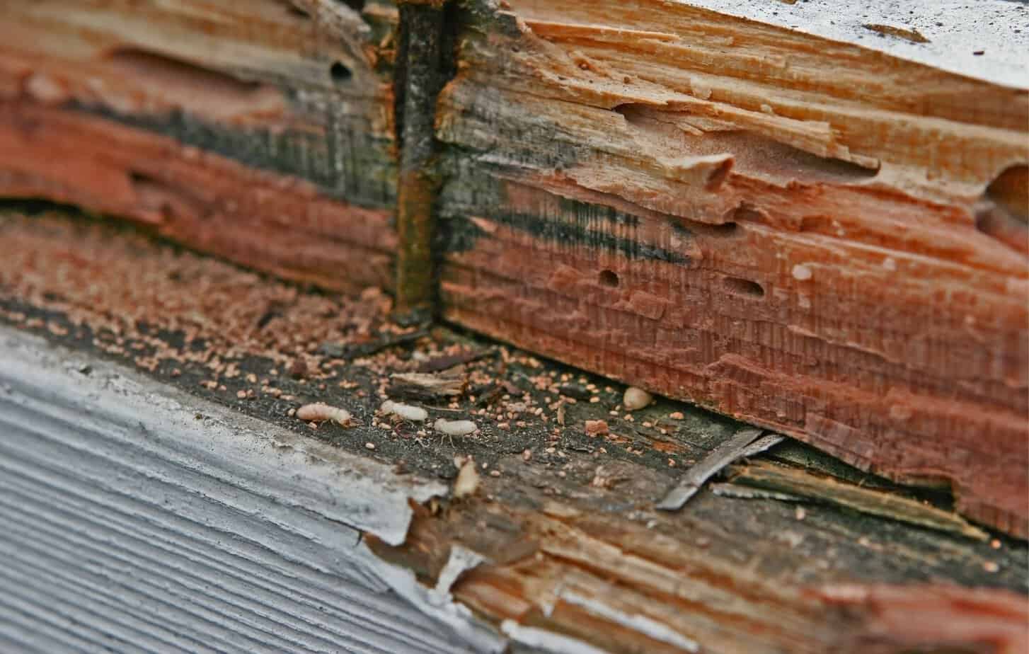 termites infestation on trim of home with significant damage to the wood eaten by the insects