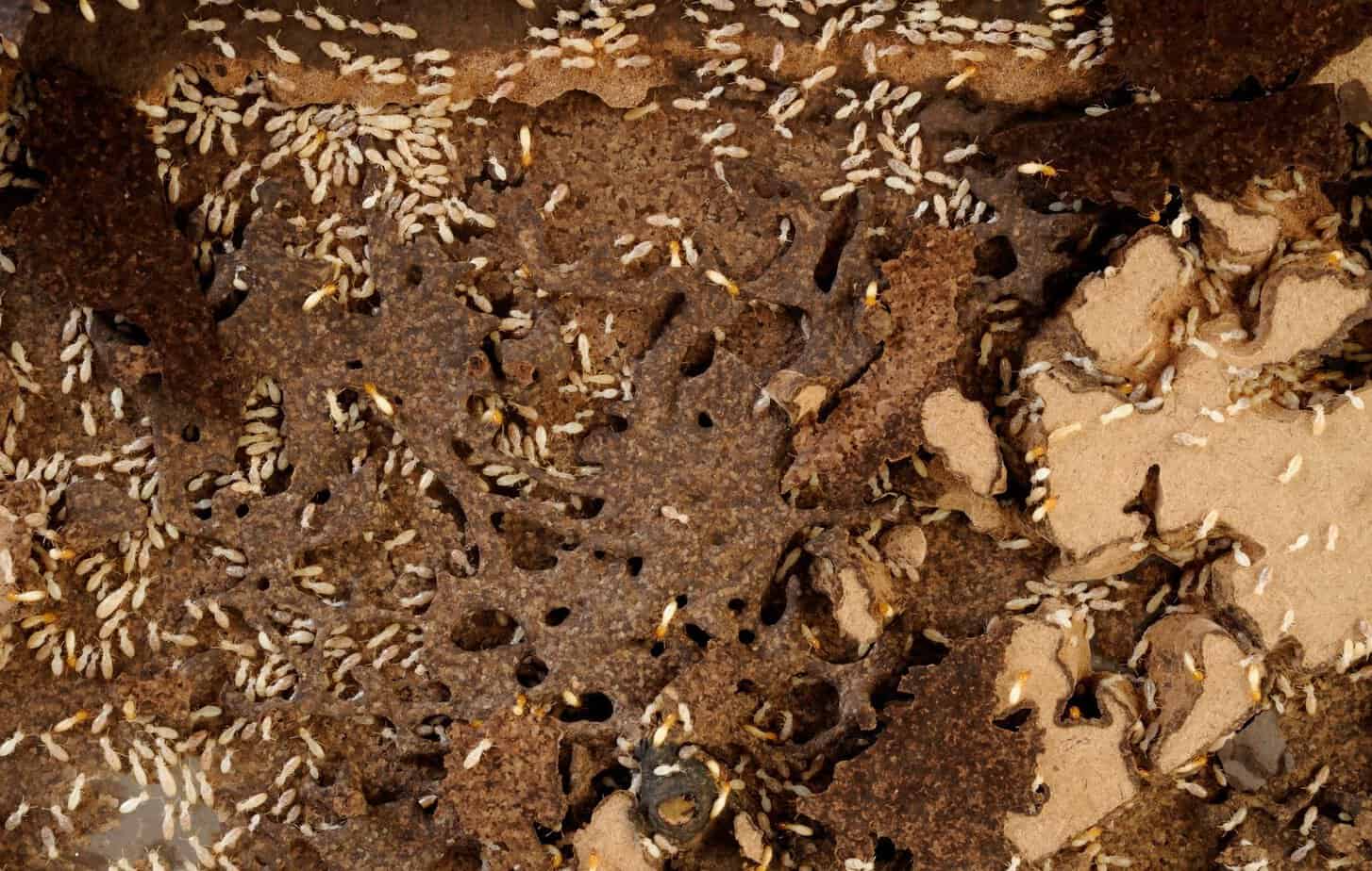 Young termites seen from overhead crawling on the colony nest.