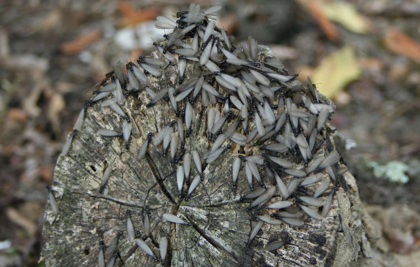 swarm of winged termites covering a grey tree stump in Sacramento