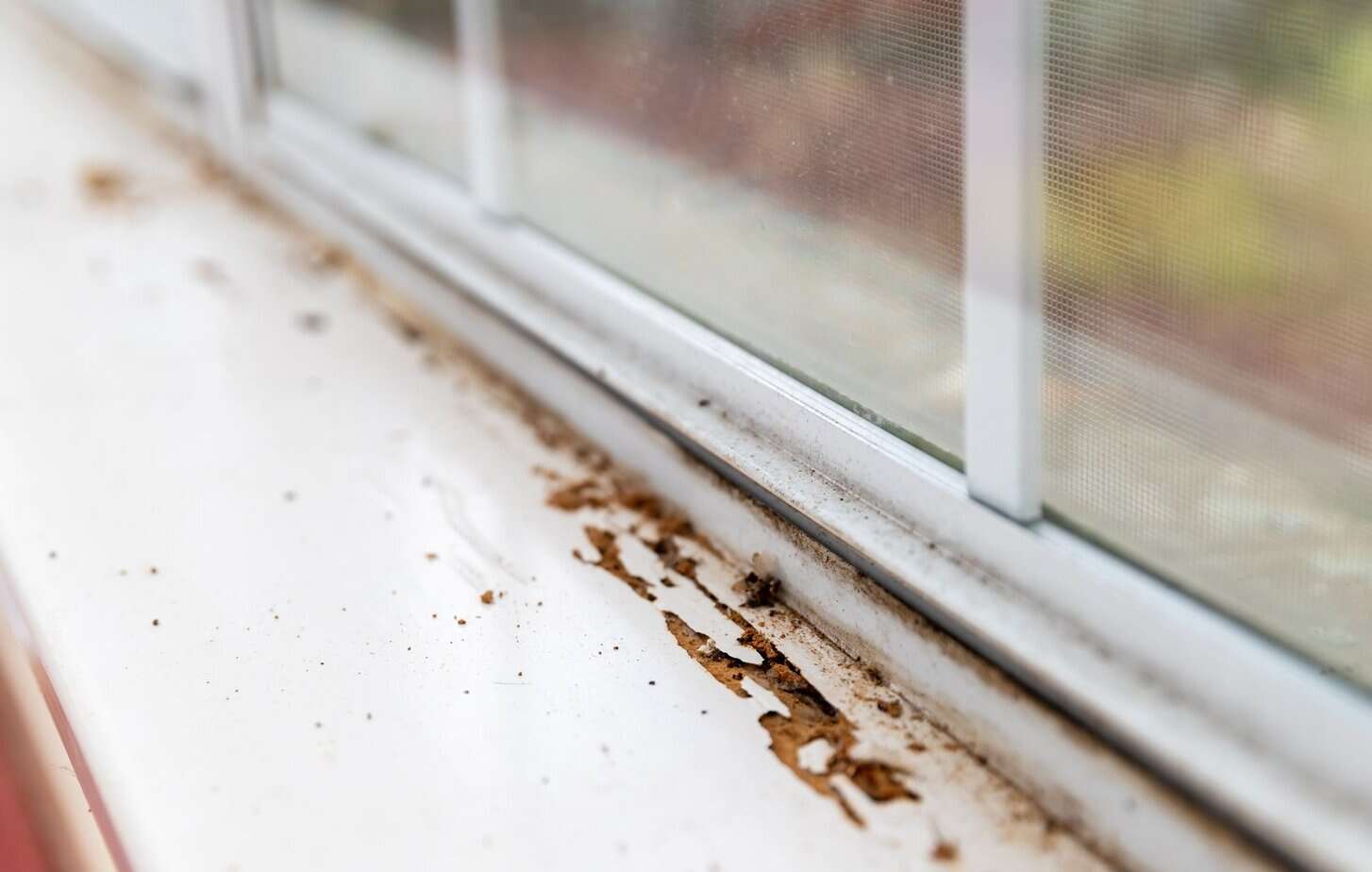 Window frame exterior with termite damage.